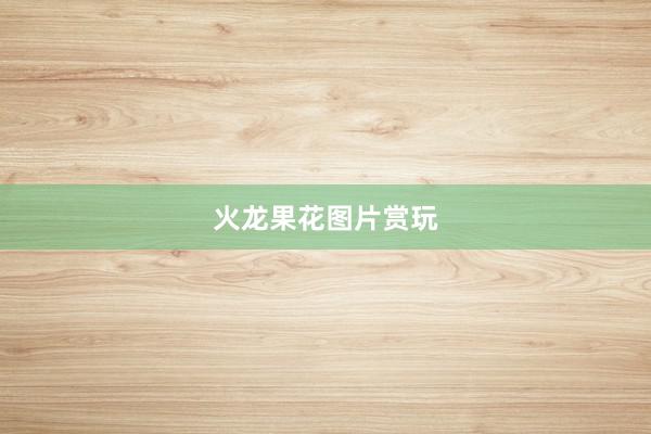 火龙果花图片赏玩